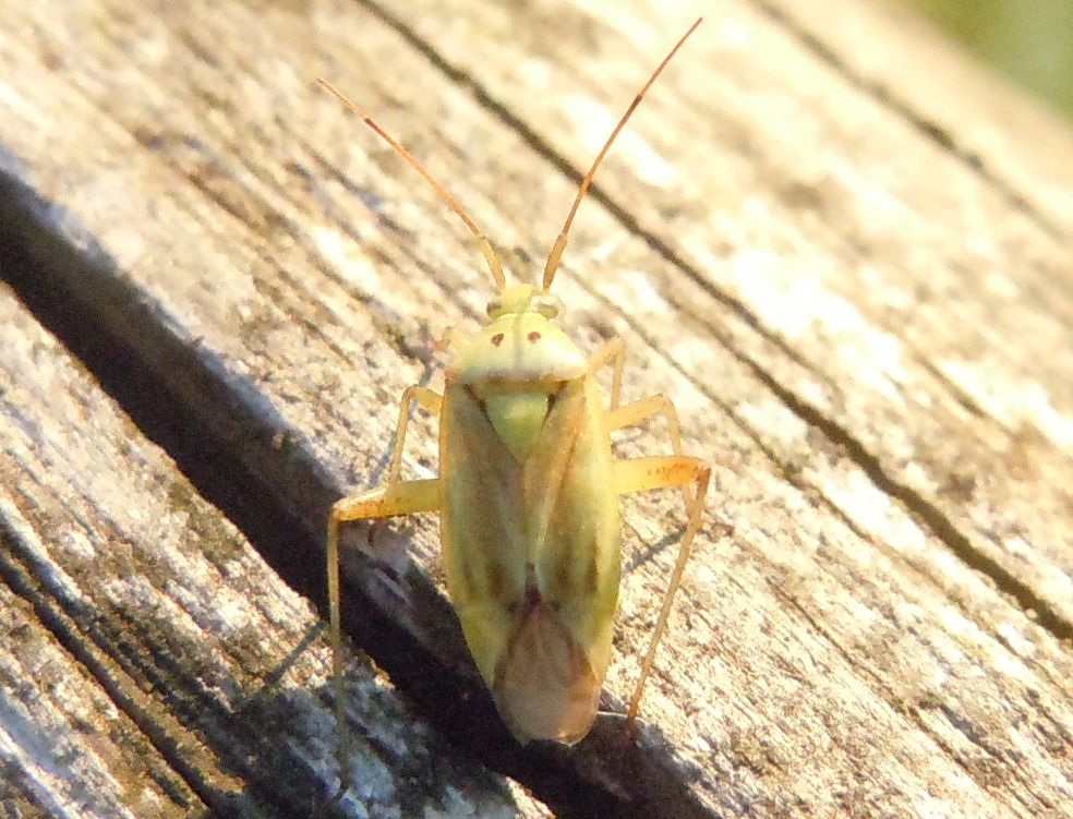 Miridae: Closterotomus norwegicus vittiger della Campania